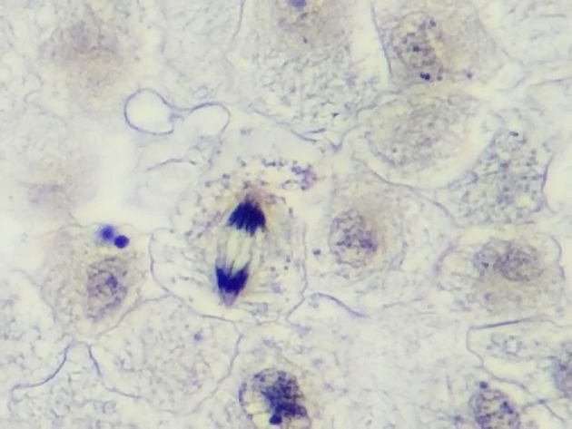 White Fish Mitosis Slides - White Fish Mitosis 11 400X
